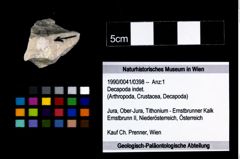 Foto (Objekt + Etikett) von Decapoda indet.  (NHMW-GEO-1990-0041-0398)